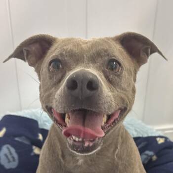 Mixed Breed Dogs Available for Adoption in Auburn, Nebraska - Louisa | PetCurious