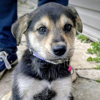 Rescue Retriever Dogs for Adoption in Niagara Falls, Ontario - Tundra (20251021-04) | PetCurious