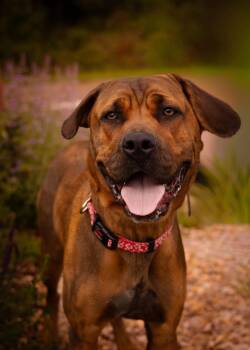 Lee -  German Shepherd Dog Dog Available for Adoption in Tillamook, Oregon - Lee | PetCurious