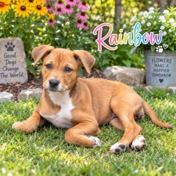 Rainbow -  Hound and Shepherd Dog for Adoption in Paramus, New Jersey - Rainbow | PetCurious