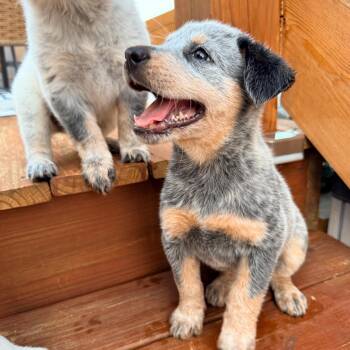 Janet -  Australian Cattle Dog Blue Heeler Dog for Adoption in Spring Hill, Tennessee - Janet | PetCurious