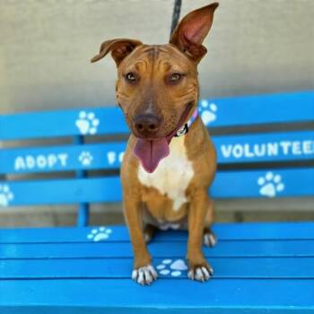 Bull Terrier and Mixed Breed Dogs Available for Adoption in Long Beach, California - BONBON | PetCurious