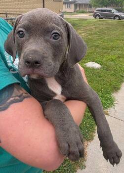 Williams -  Pit Bull Terrier Dog for Adoption in Oxford, Michigan - Williams | PetCurious