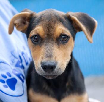 Francesca (AO37673) -  Labrador Retriever Dog for Adoption in Kansas City, Kansas - Francesca (AO37673) | PetCurious