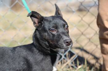 Mixed Breed Dogs Available for Adoption - Roku | PetCurious