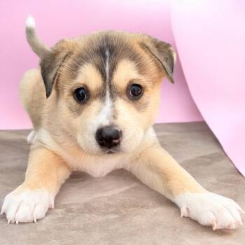 Lyra -  Siberian Husky Dog for Adoption in Aquilla, Texas - Lyra | PetCurious