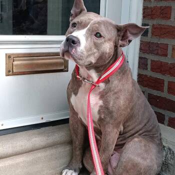 Pit Bull Terrier Dogs Available for Adoption in Philadelphia, Pennsylvania - Pound Cake | PetCurious