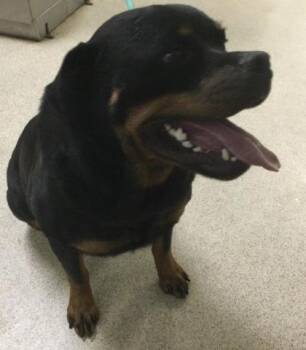 RORY -  Rottweiler Dog for Adoption in Riverside, California - RORY | PetCurious
