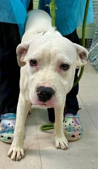 American Staffordshire Terrier and Boxer Dogs Available for Adoption in Burnsville, North Carolina - Aldo | PetCurious