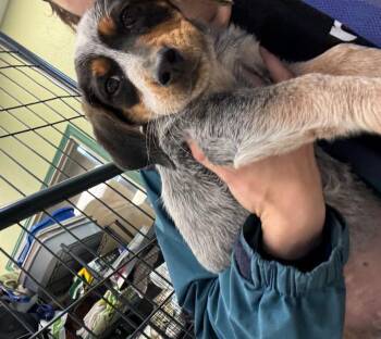 Dachshund and Bluetick Coonhound Dogs Available for Adoption - Mayberry | PetCurious