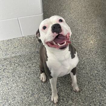Jupiter -  Mixed Breed Dog for Adoption in Dearborn, Michigan - Jupiter | PetCurious