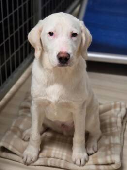 Timber -  Labrador Retriever Dog for Adoption in Dandridge, Tennessee - Timber | PetCurious