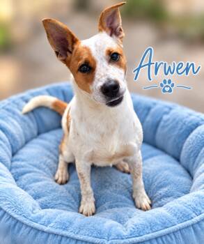 Arwen -  Australian Cattle Dog Blue Heeler Dog for Adoption in Momence, Illinois - Arwen | PetCurious