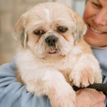 Shih Tzu Dogs Available for Adoption - Biscuit | PetCurious