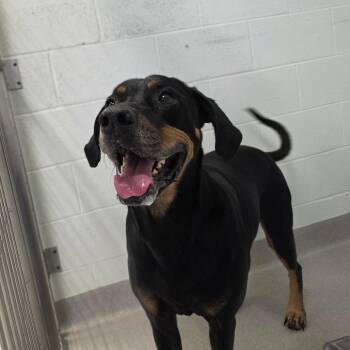 Kruger -  Doberman Pinscher and Hound Dog for Adoption in Chattanooga, Tennessee - Kruger | PetCurious