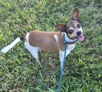 Mini (TX) -  Chihuahua Dog for Adoption in New York, New York - Mini (TX) | PetCurious