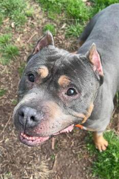 Mixed Breed Dogs Available for Adoption - Princess | PetCurious