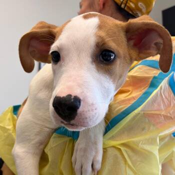 Lasagna -  Pit Bull Terrier and Hound Dog for Adoption in Nashville, Tennessee - Lasagna | PetCurious