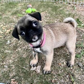 Fraida Felcher -  Pug and Mixed Breed Dog for Adoption in Fort Collins, Colorado - Fraida Felcher | PetCurious