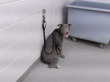 Labrador Retriever Dogs Available for Adoption in Omaha, Nebraska - FIESTY | PetCurious