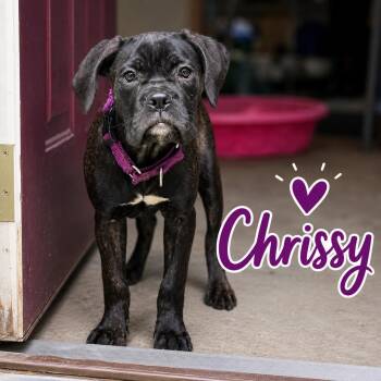 Chrissy -  Cane Corso and Boxer Dog for Adoption in Youngstown, Ohio - Chrissy | PetCurious