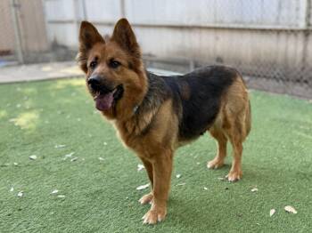 German Shepherd Dog Dogs Available for Adoption - Sophie | PetCurious