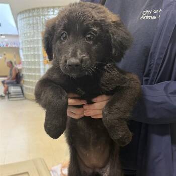 Labrador Retriever and Mixed Breed Dogs Available for Adoption - BLAIR | PetCurious