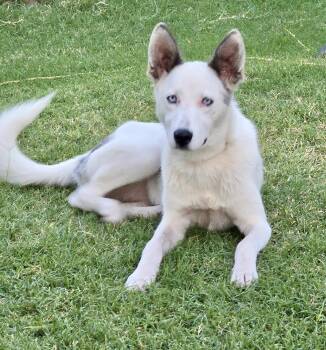 Rescue Husky Dogs for Adoption in El Reno, Oklahoma - Mona Lisa | PetCurious