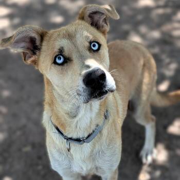 Molly -  Catahoula Leopard Dog and Shepherd Dog for Adoption in Buchanan Dam, Texas - Molly | PetCurious