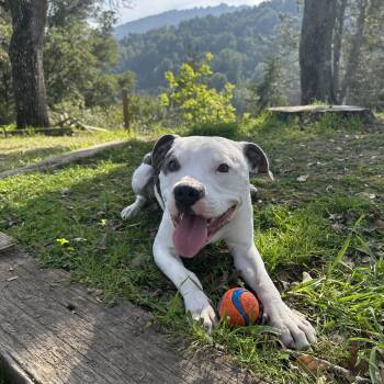 American Staffordshire Terrier Dogs Available for Adoption - Petey~ Cuddly Bff | PetCurious