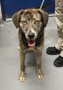 Popcorn -  Husky and Plott Hound Dog for Adoption in Ashland, Virginia - Popcorn | PetCurious
