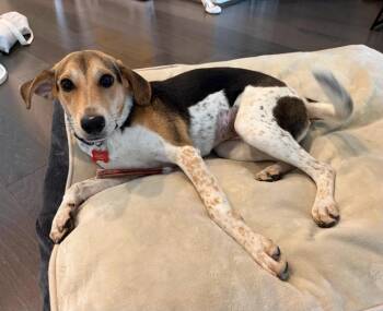 Poppy -  Beagle Dog for Adoption in Sedalia, Colorado - Poppy | PetCurious