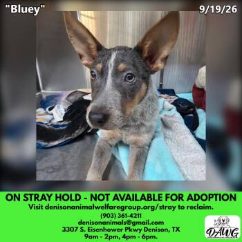Bluey -  Australian Cattle Dog Blue Heeler Dog for Adoption in Denison, Texas - Bluey | PetCurious