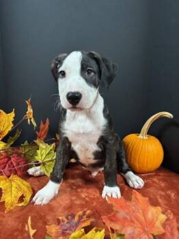 Rescue Border Collie and Mixed Breed Dogs for Adoption in Hawk Point, Missouri - Marco | PetCurious