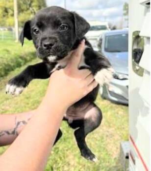 Pit Bull Terrier Dogs Available for Adoption - A652320 | PetCurious