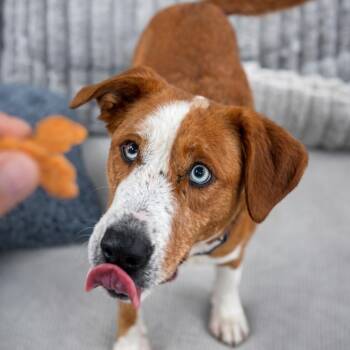 Terrier and Shepherd Dogs Available for Adoption in Houston, Texas - Ginger (house-trained, Loving, Kid & Family-ready) | PetCurious