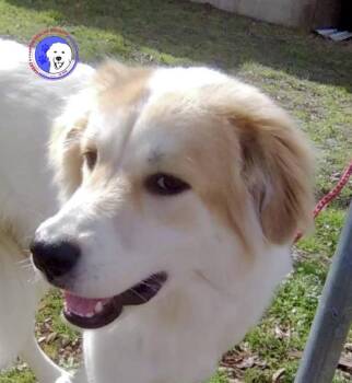Great Pyrenees Dogs Available for Adoption - Bonita | PetCurious
