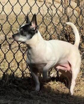 Maeve -  Chihuahua Dog for Adoption in Sioux City, Iowa - Maeve | PetCurious