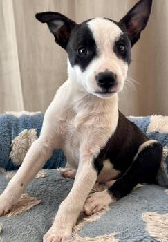 TILLY -  Terrier Dog for Adoption in Los Angeles, California - TILLY | PetCurious