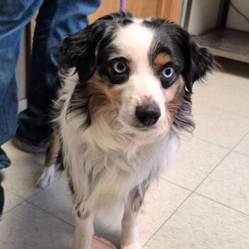 Australian Shepherd Dogs Available for Adoption in Milford, Iowa - Taco | PetCurious