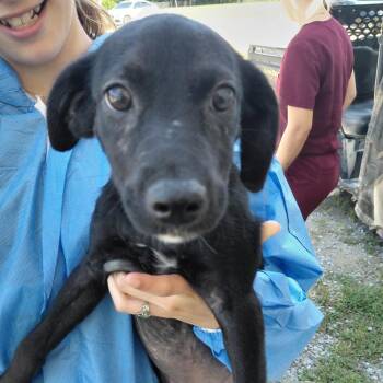 R169010 Sugar -  Mixed Breed Dog for Adoption in Port Washington, New York - R169010 Sugar | PetCurious