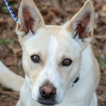 GHOST-30493 -  Shepherd and Mixed Breed Dog for Adoption in Memphis, Tennessee - GHOST-30493 | PetCurious