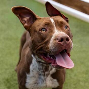 Rescue Mixed Breed Dogs for Adoption in Merriam, Kansas - Paulie | PetCurious