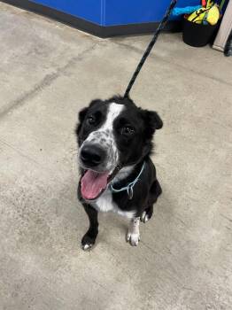 Archie -  Mixed Breed Dog for Adoption in Minot, North Dakota - Archie | PetCurious