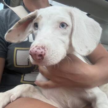 Pippy -  Catahoula Leopard Dog Dog for Adoption in Oceanside, New York - Pippy | PetCurious
