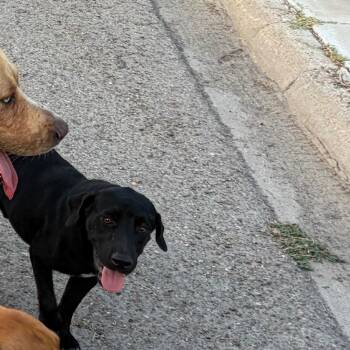 Mercius -  Shepherd and Dachshund Dog for Adoption in Edinburg, Texas - Mercius | PetCurious