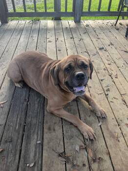Rescue Cane Corso Dogs for Adoption in Mobile, Alabama - ~ Courtesy ~  Monkey | PetCurious