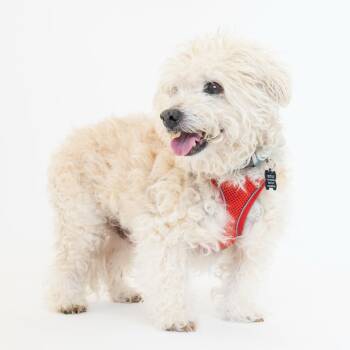 Pewter 14244 -  Miniature Poodle Dog for Adoption in San Francisco, California - Pewter 14244 | PetCurious