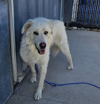 61330490 -  Great Pyrenees Dog for Adoption in Elko, Nevada - 61330490 | PetCurious