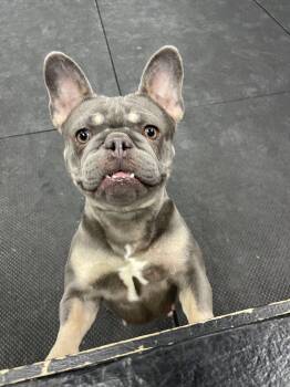 French Bulldog Dogs Available for Adoption - Saffron | PetCurious